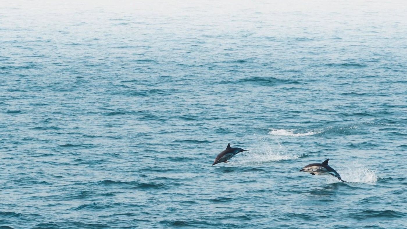 Dolphins in the water as the ferry heads for Tiree