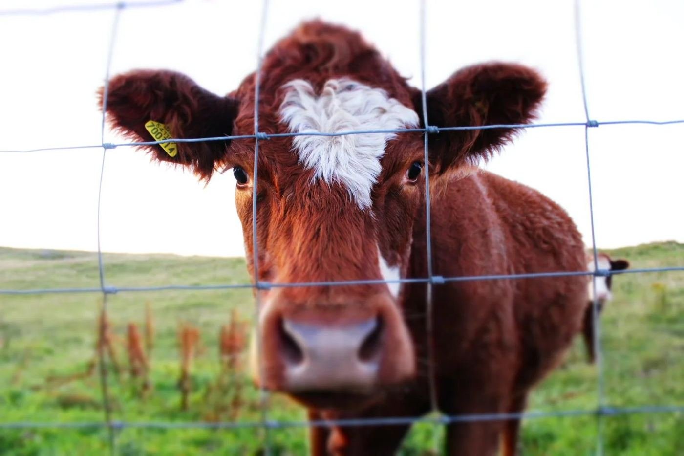A Tiree highland cow looks over a wire fence